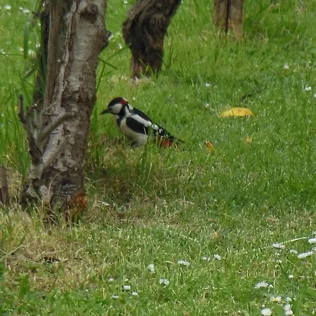 Al Pic De Corone Bed & Breakfast 3*