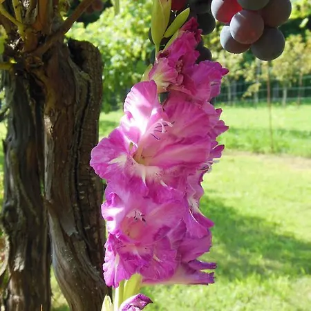Al Pic De Corone Bed and Breakfast