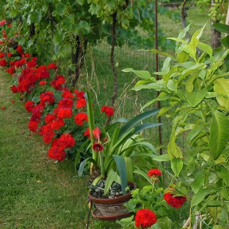 Bed & Breakfast Al Pic De Corone