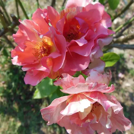 Bed & Breakfast Al Pic De Corone 3*